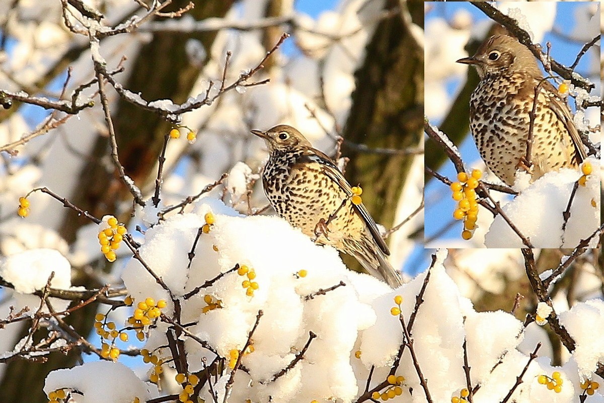 duetrost - ML644593321