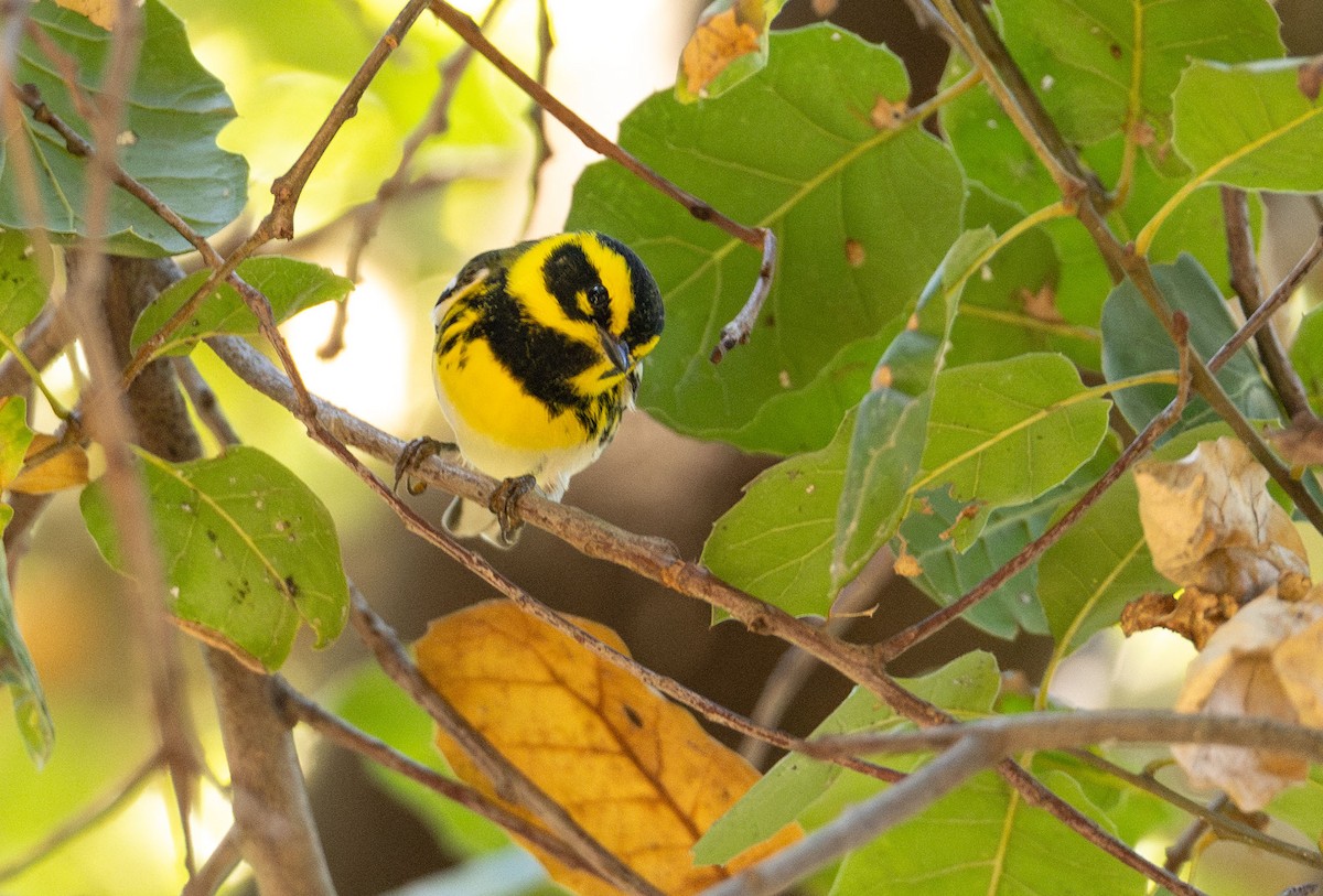 granparula - ML644593323