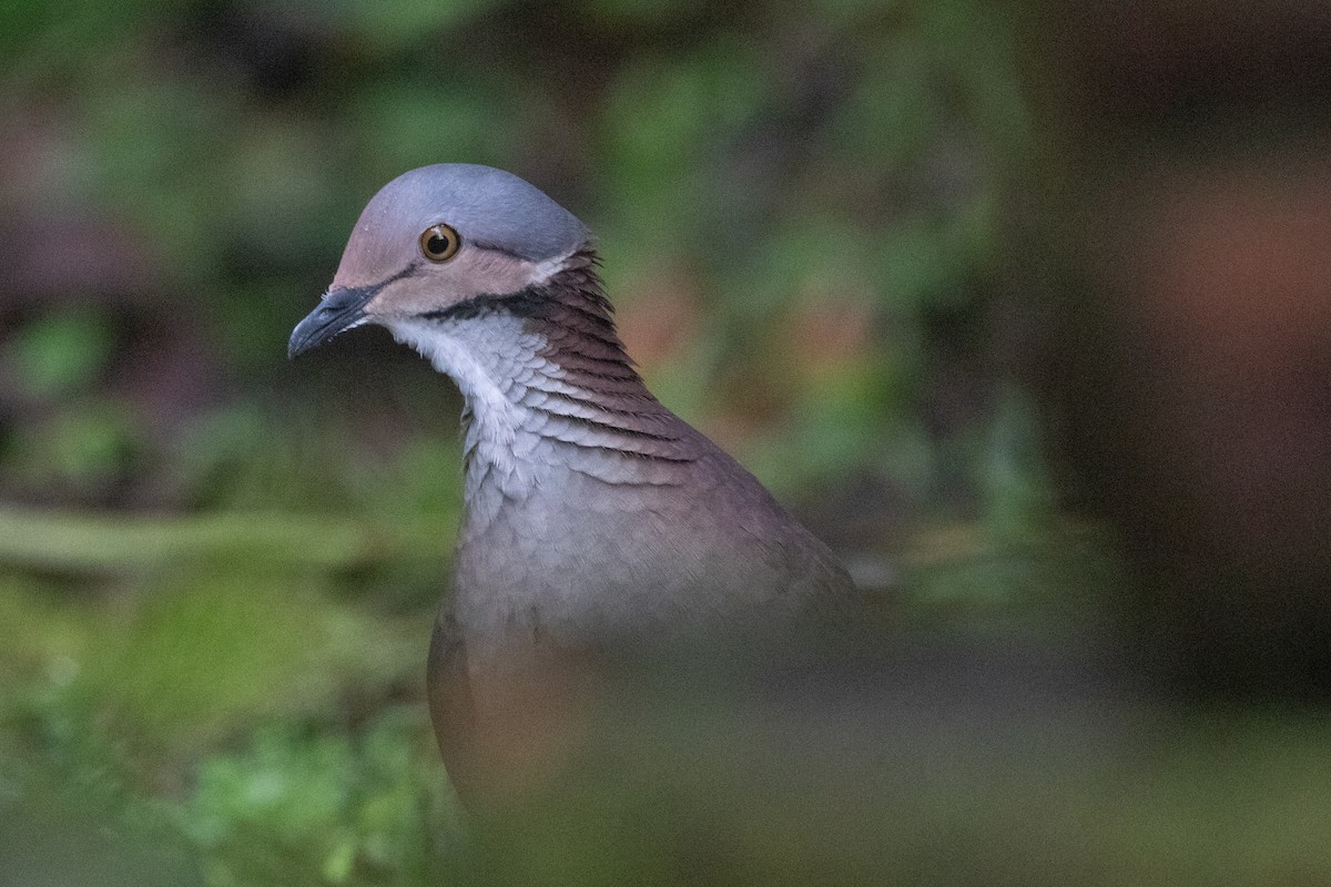White-throated Quail-Dove - ML644593324
