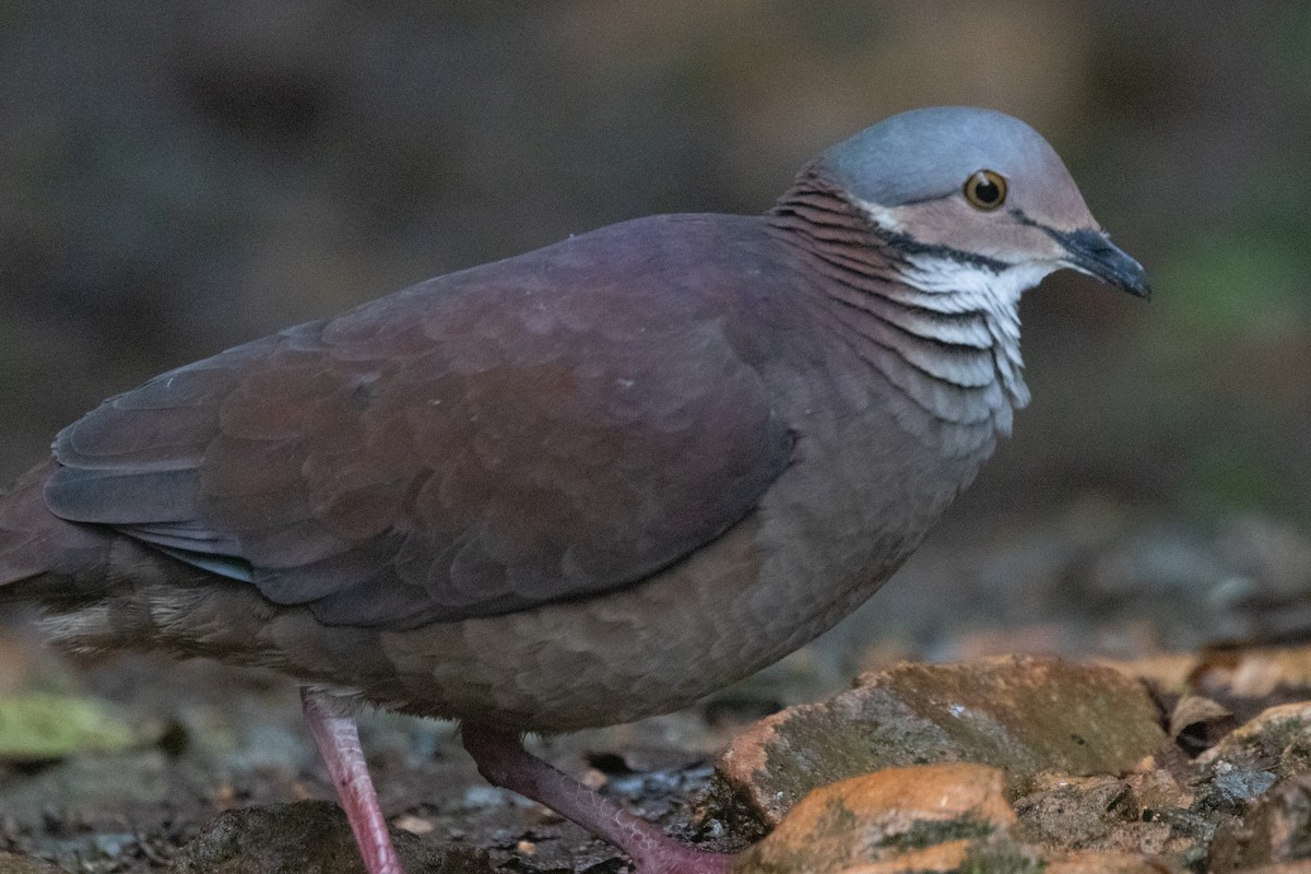 White-throated Quail-Dove - ML644593325