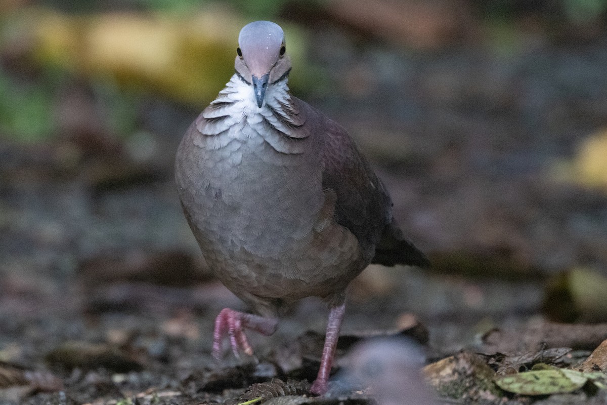 White-throated Quail-Dove - ML644593326