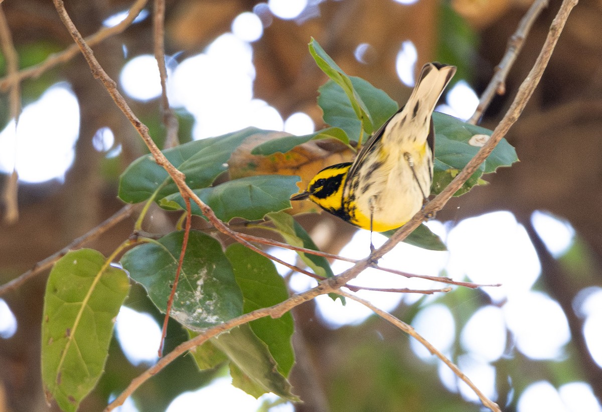 Townsend's Warbler - ML644593327