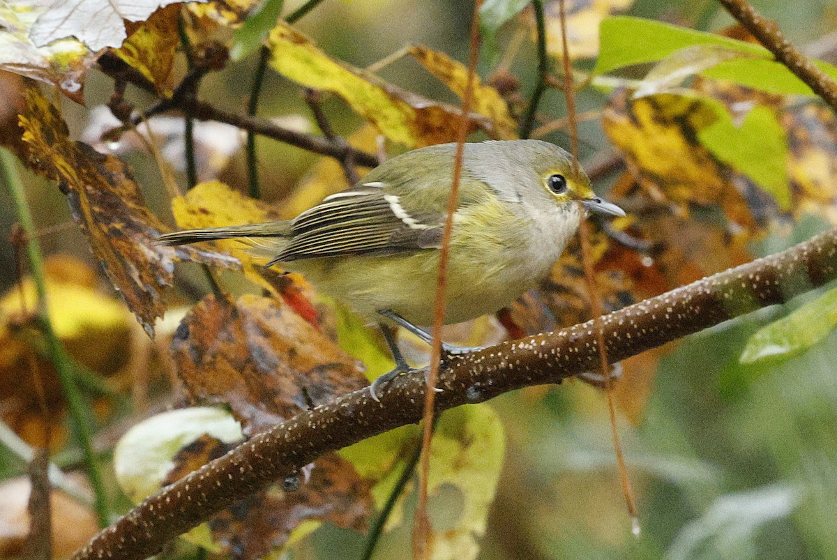 zelenáček bělooký - ML644593362