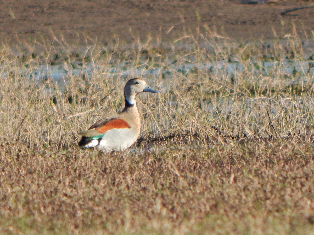 שרשיר צווארון - ML644593371