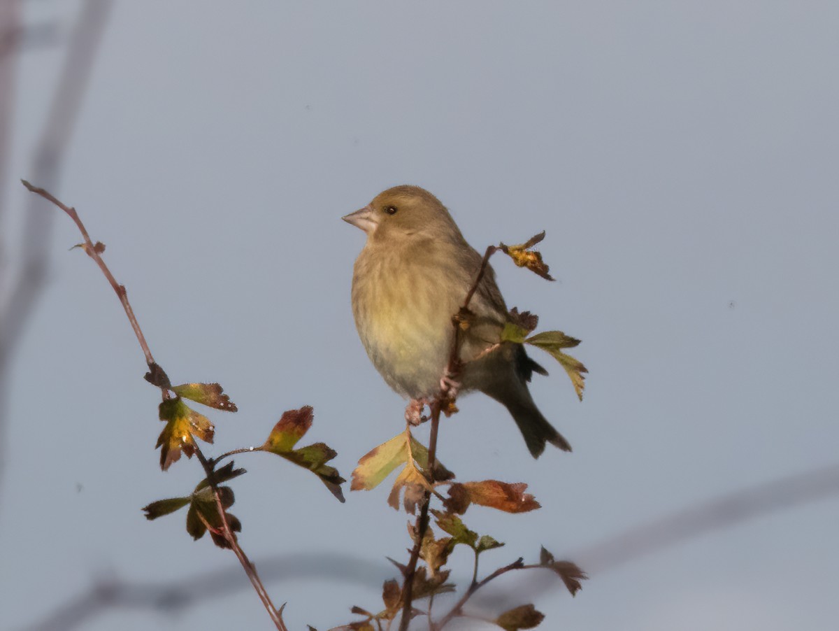 Grünfink - ML644593379