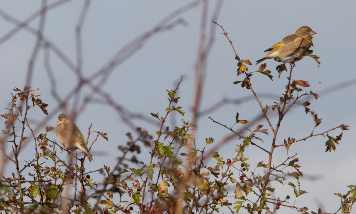 Grünfink - ML644593380