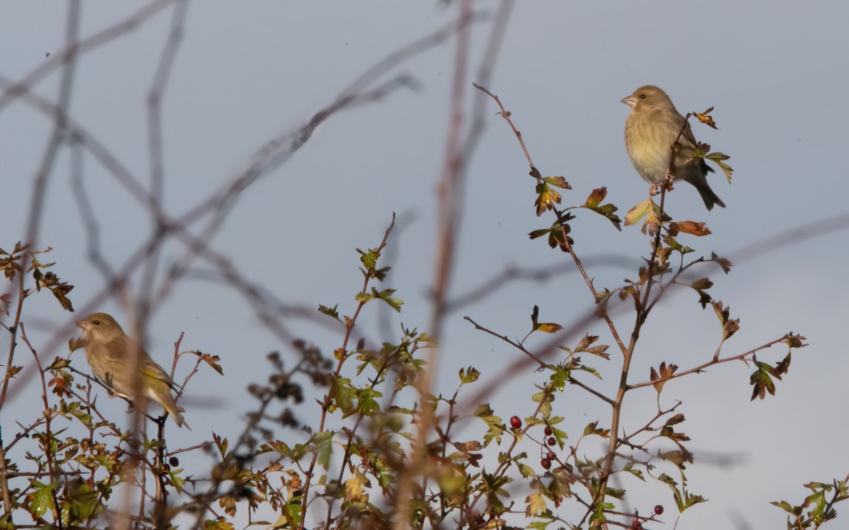 Grünfink - ML644593381