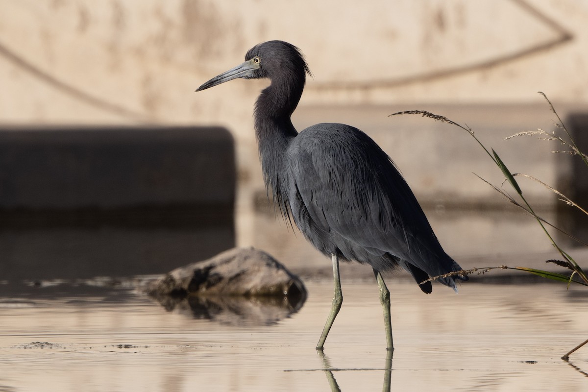 Little Blue Heron - ML644593384