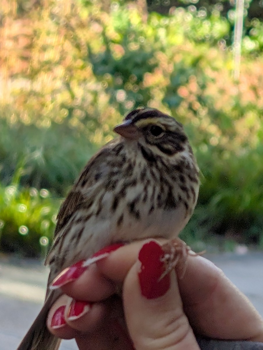 strnadec luční - ML644593386