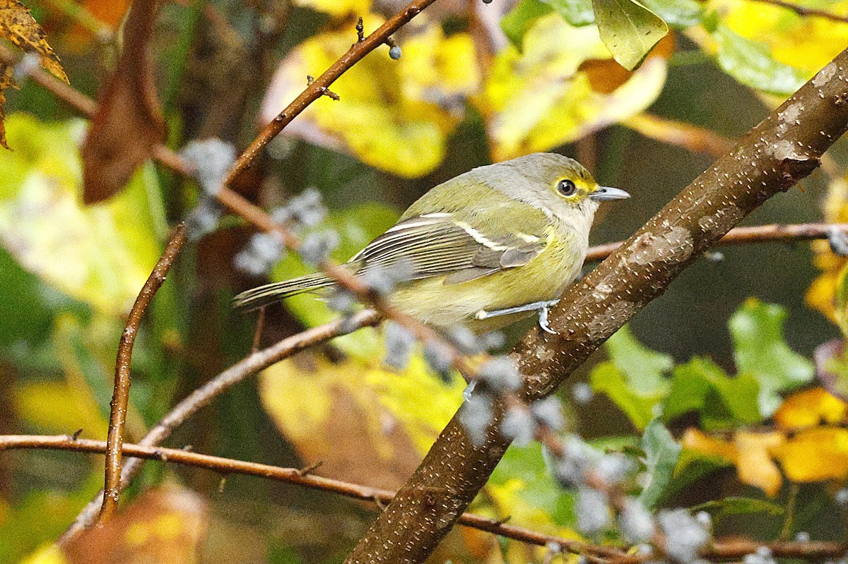 zelenáček bělooký - ML644593392