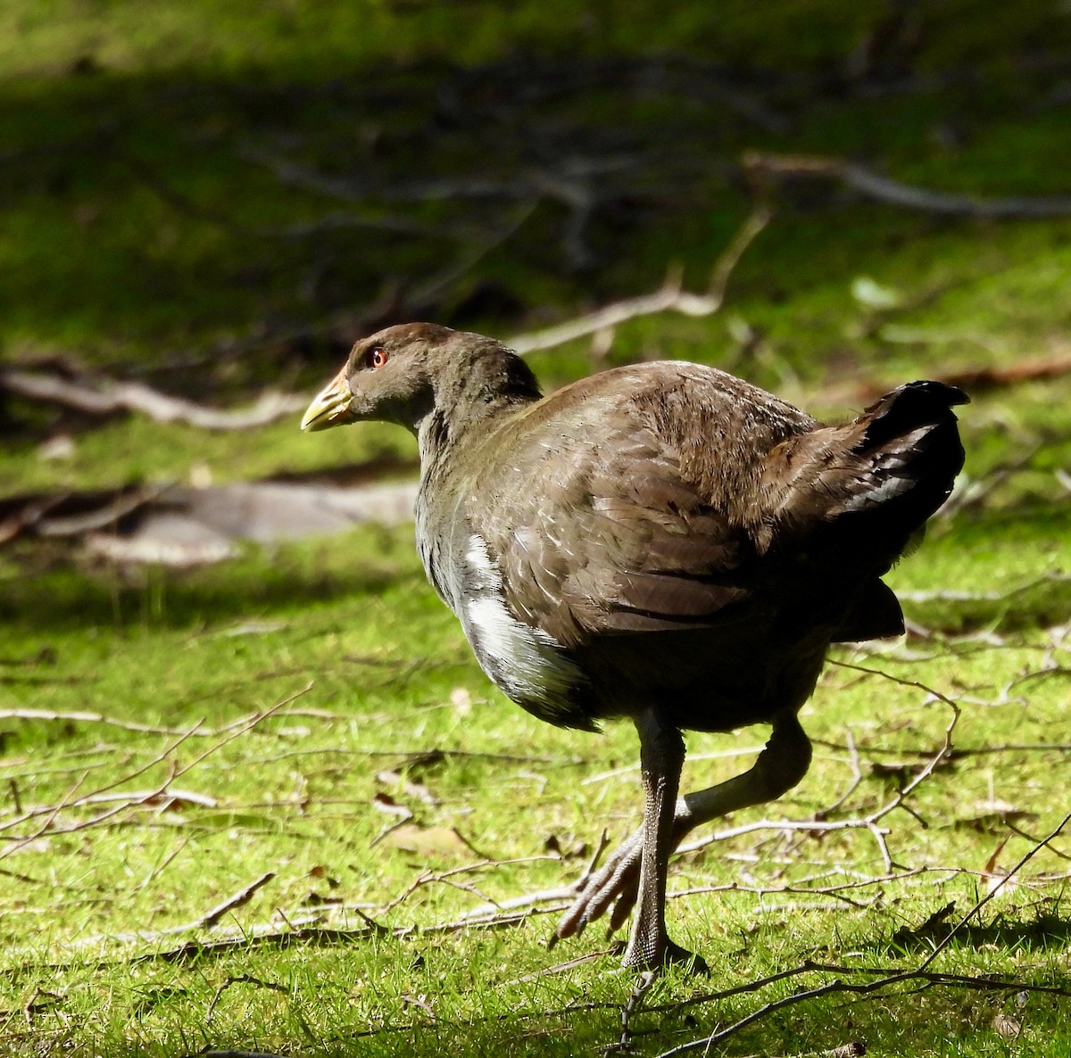 Tasmanian Nativehen - ML644593394