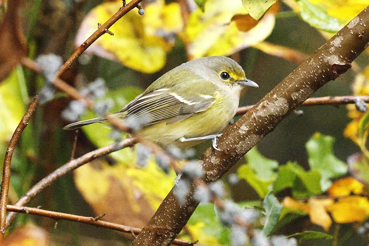 zelenáček bělooký - ML644593398