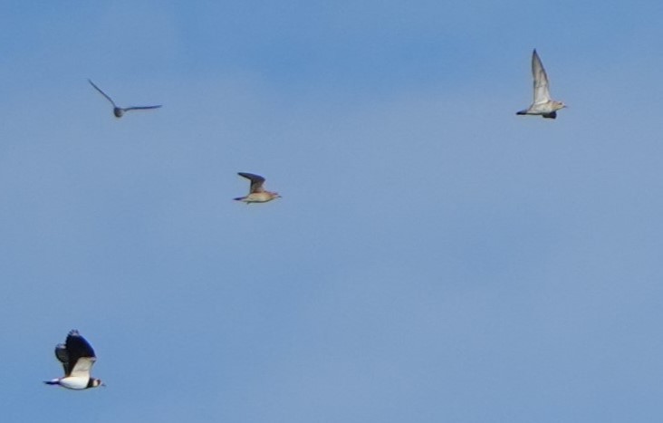 kulík pacifický - ML644593400