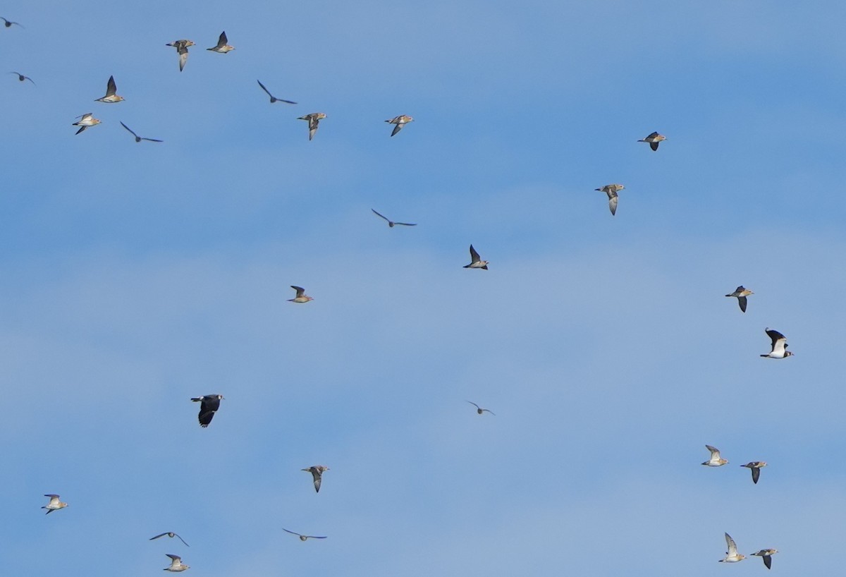 kulík pacifický - ML644593401