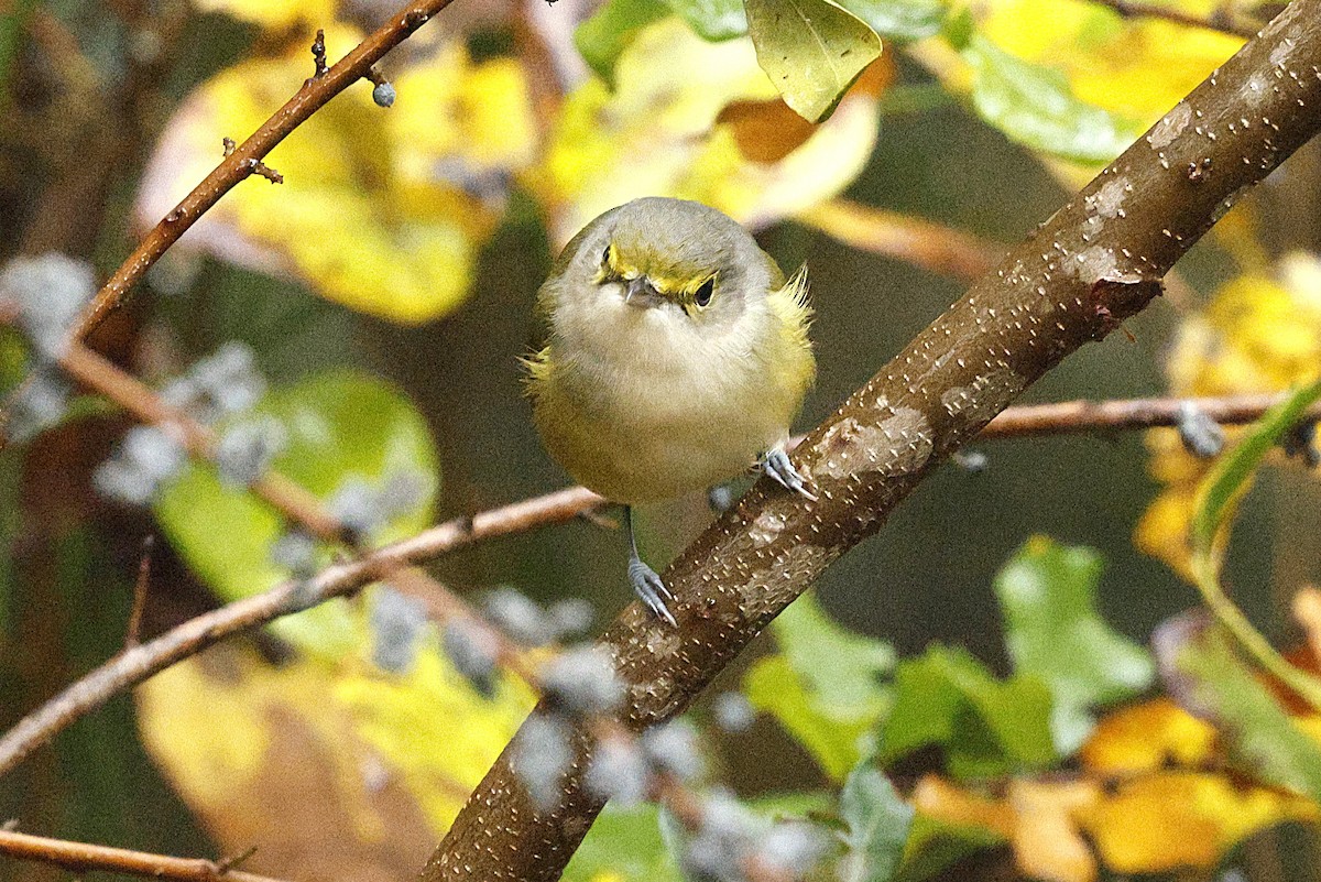 zelenáček bělooký - ML644593405