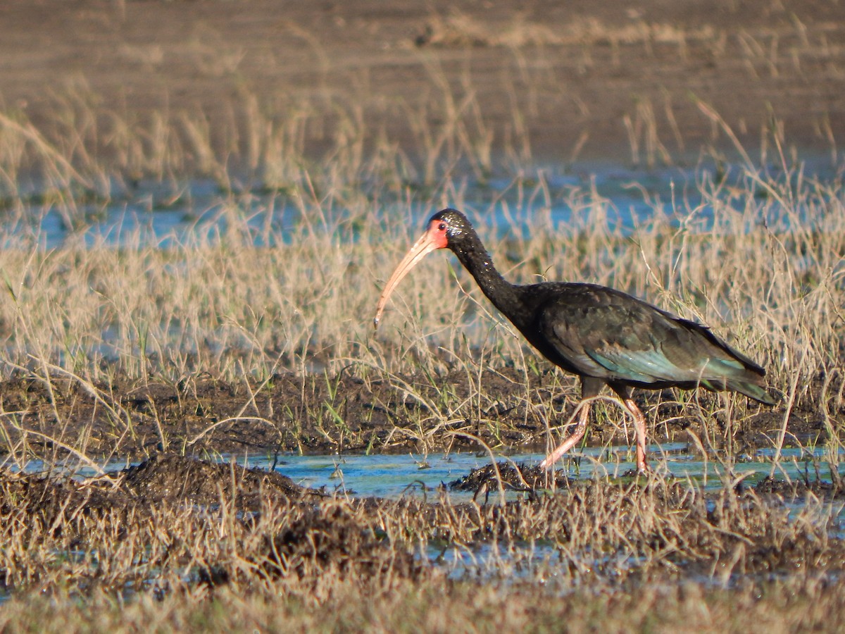 Nacktzügelibis - ML644593411