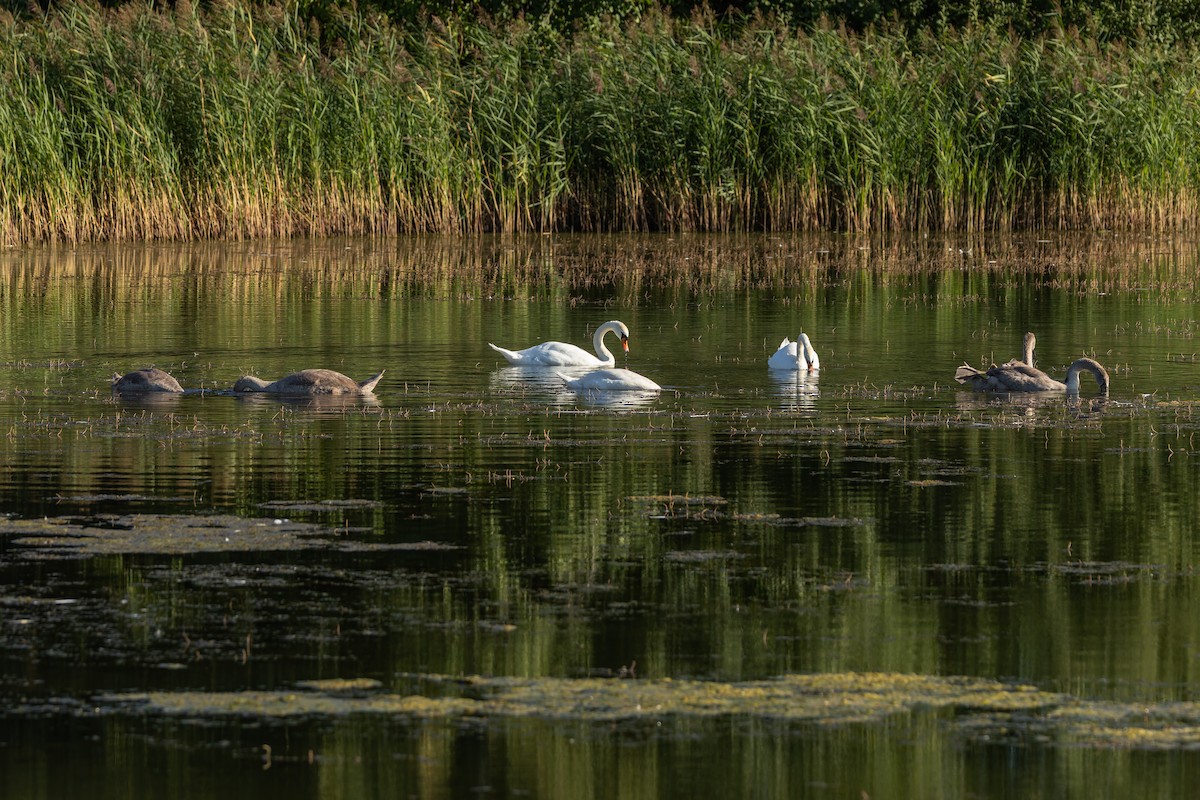疣鼻天鵝 - ML644593412