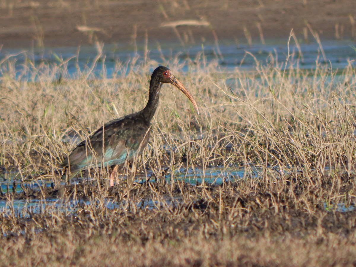 Nacktzügelibis - ML644593414