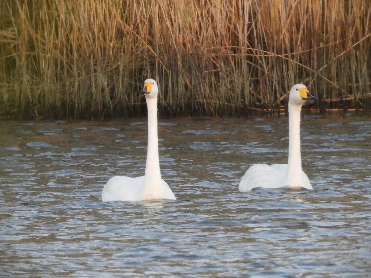 Лебедь-кликун - ML644593419