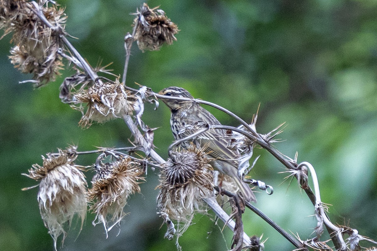 rosenpiplerke - ML644593421