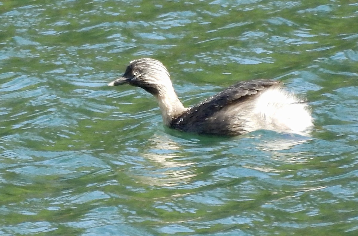 Hoary-headed Grebe - ML644593424
