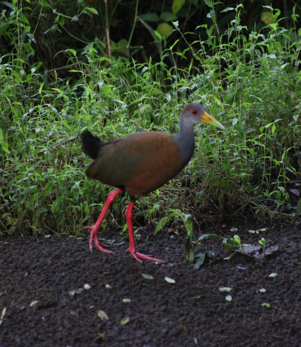 Russet-naped Wood-Rail - ML644593443
