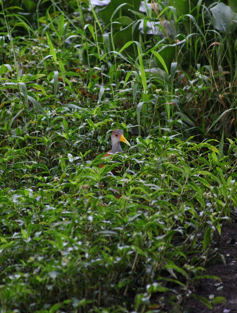 Russet-naped Wood-Rail - ML644593444