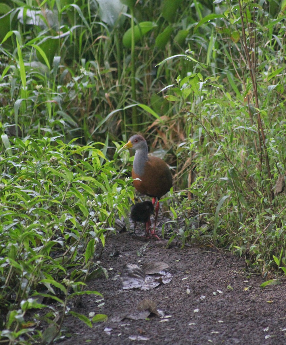 Russet-naped Wood-Rail - ML644593445