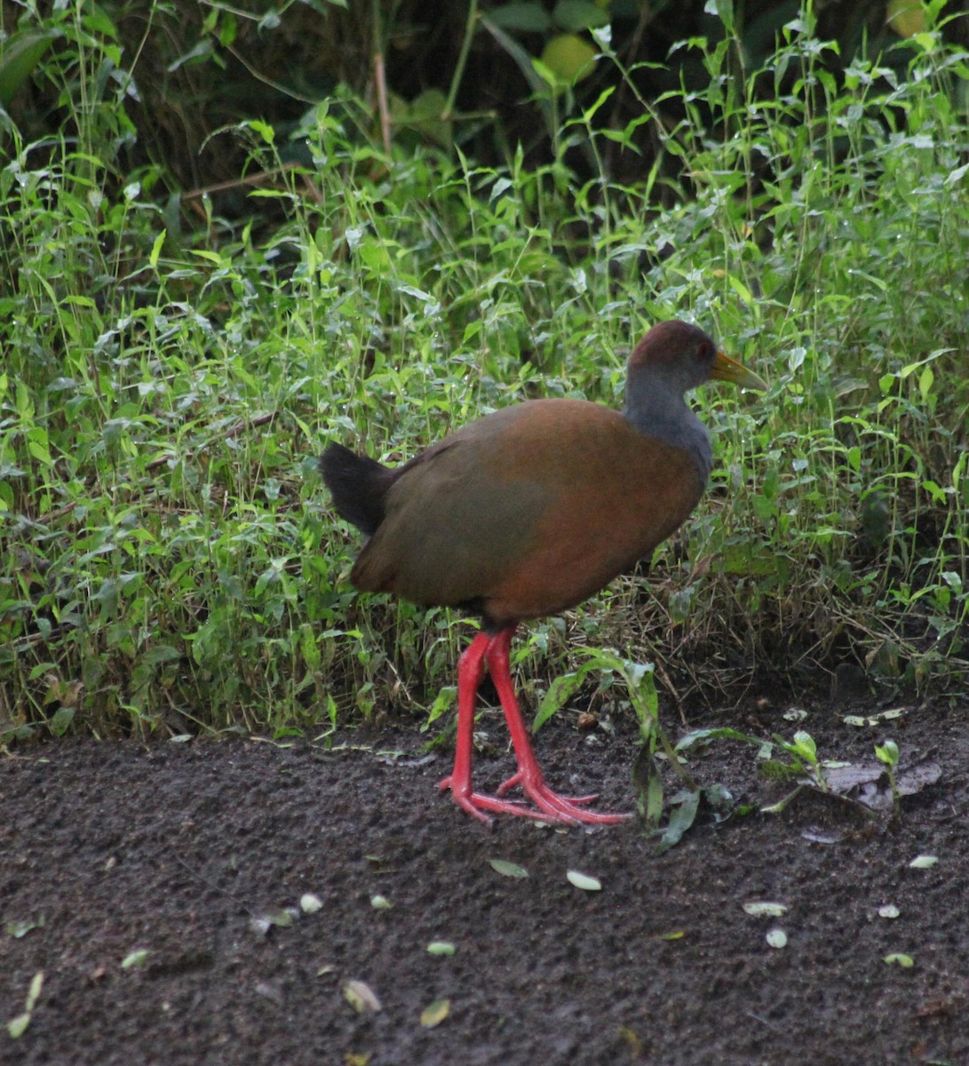 Russet-naped Wood-Rail - ML644593446
