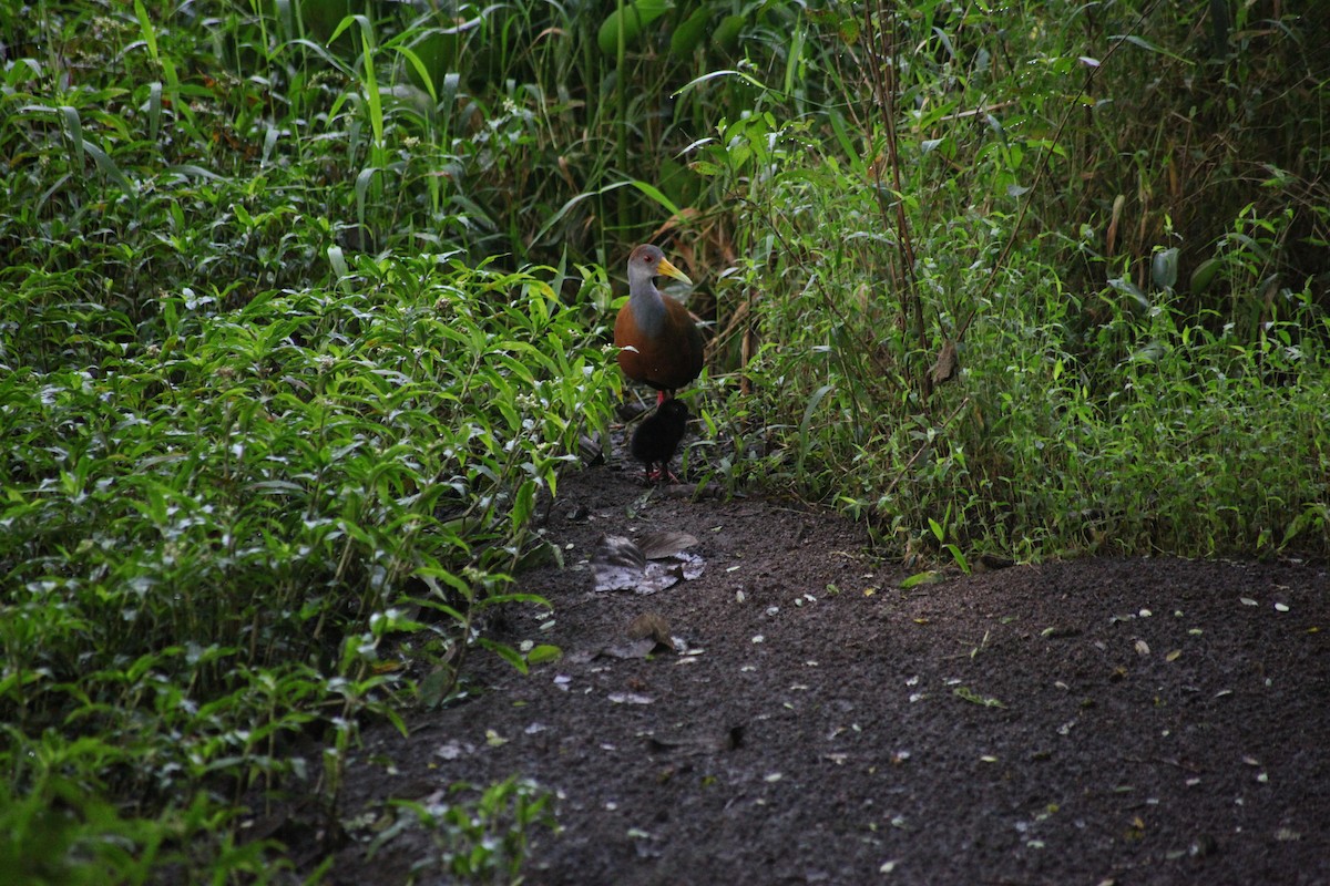 Russet-naped Wood-Rail - ML644593447