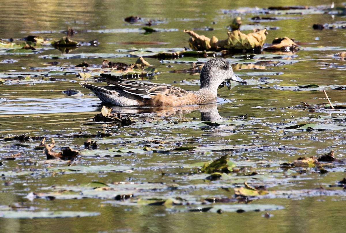 Свищ американський - ML644593448