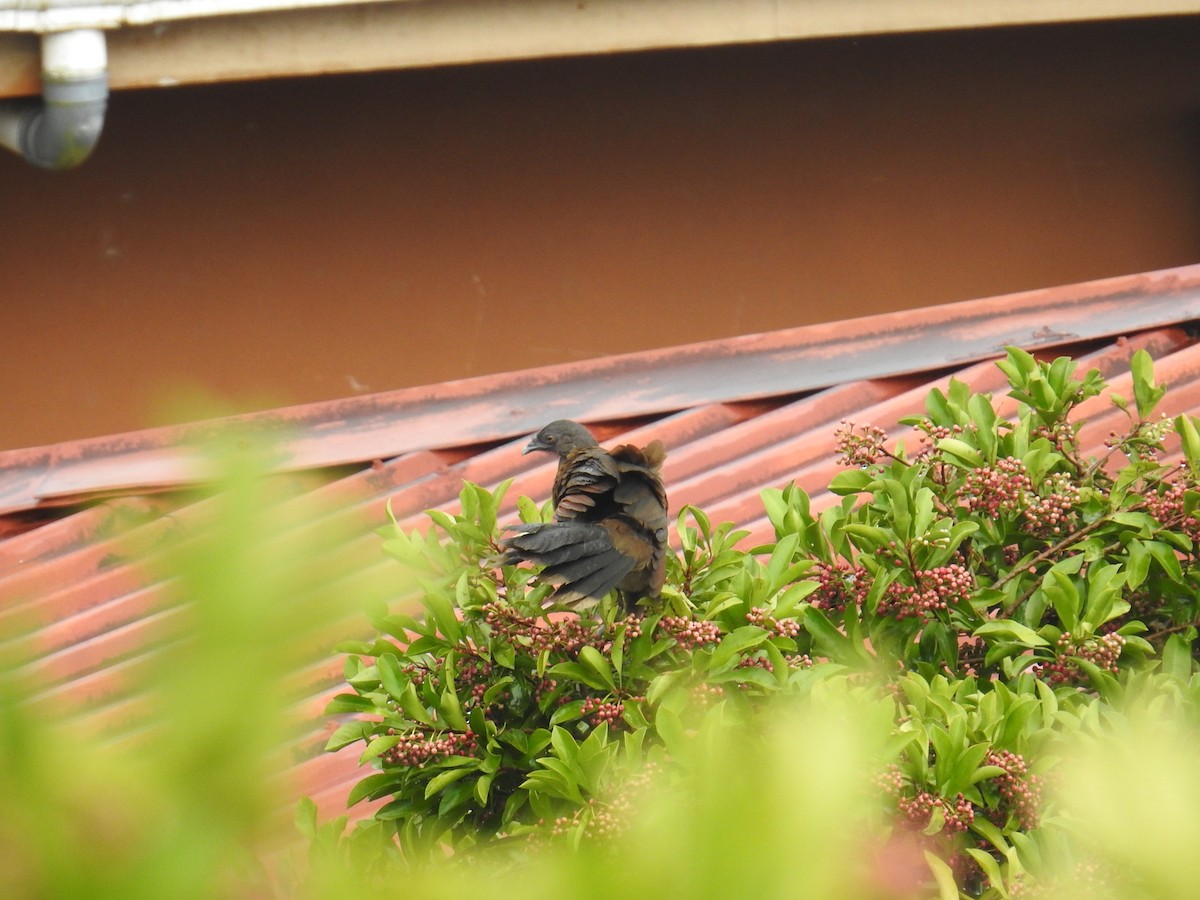 Gray-headed Chachalaca - ML644593452