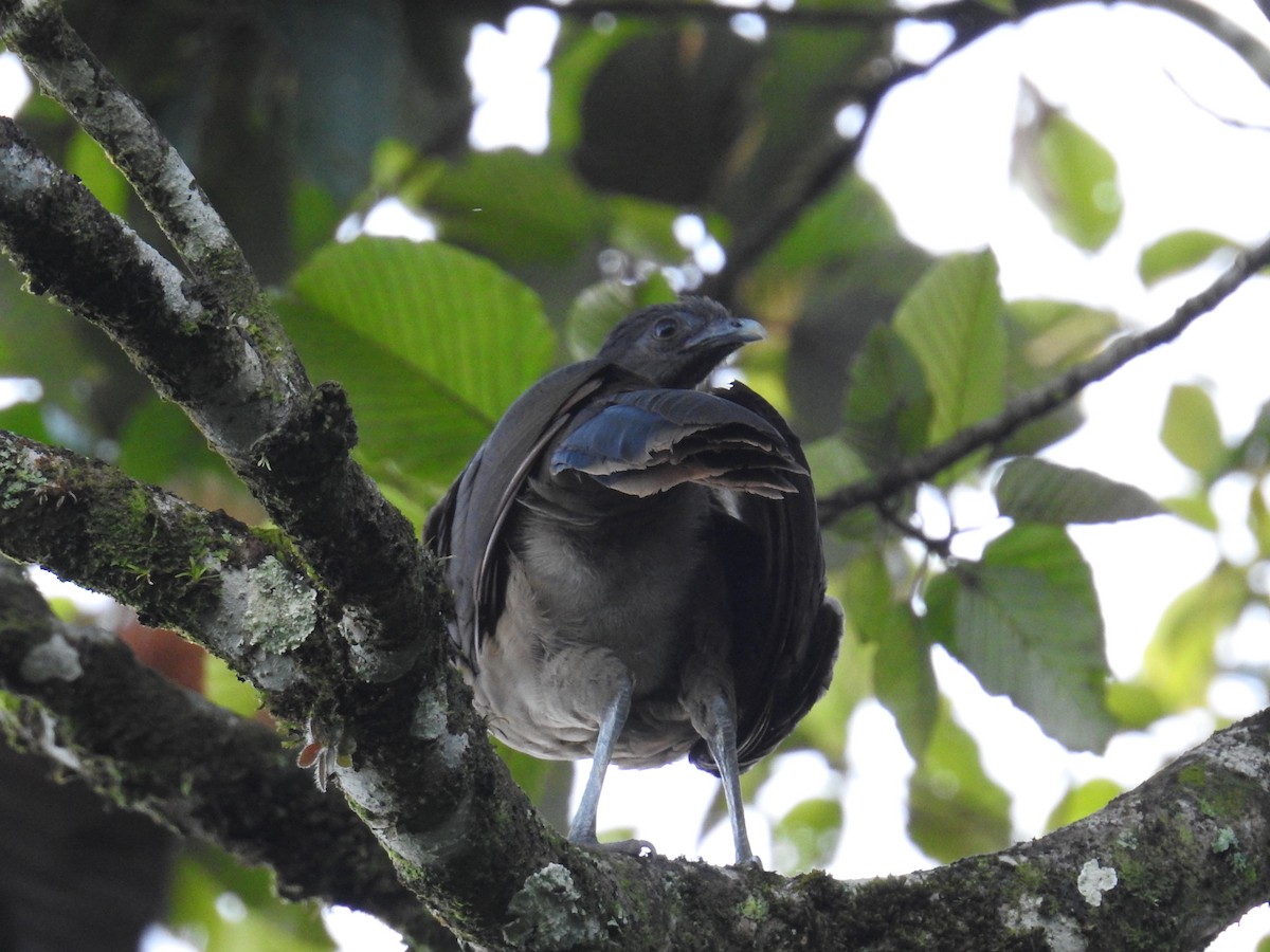 Gray-headed Chachalaca - ML644593453