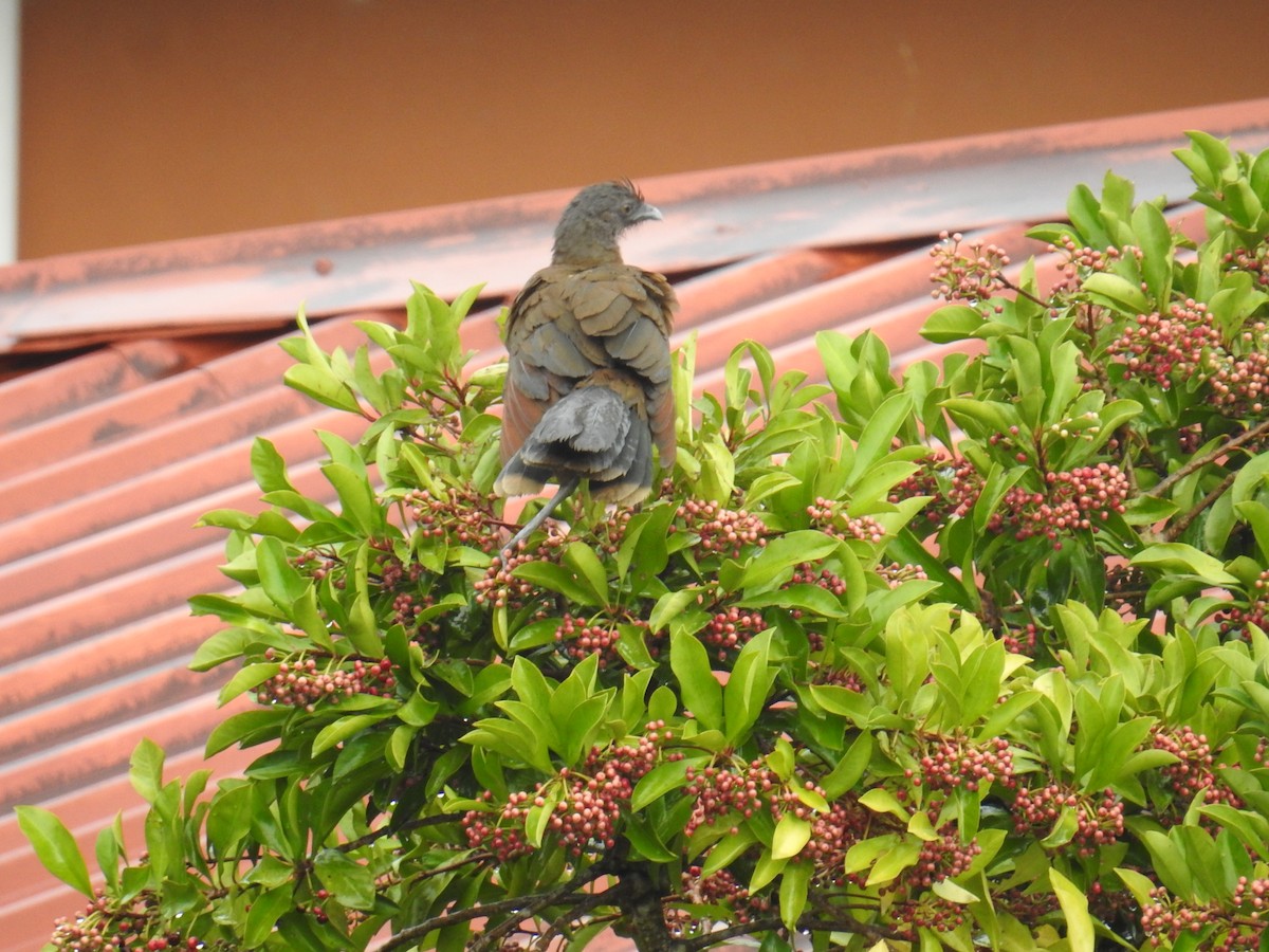 Gray-headed Chachalaca - ML644593454