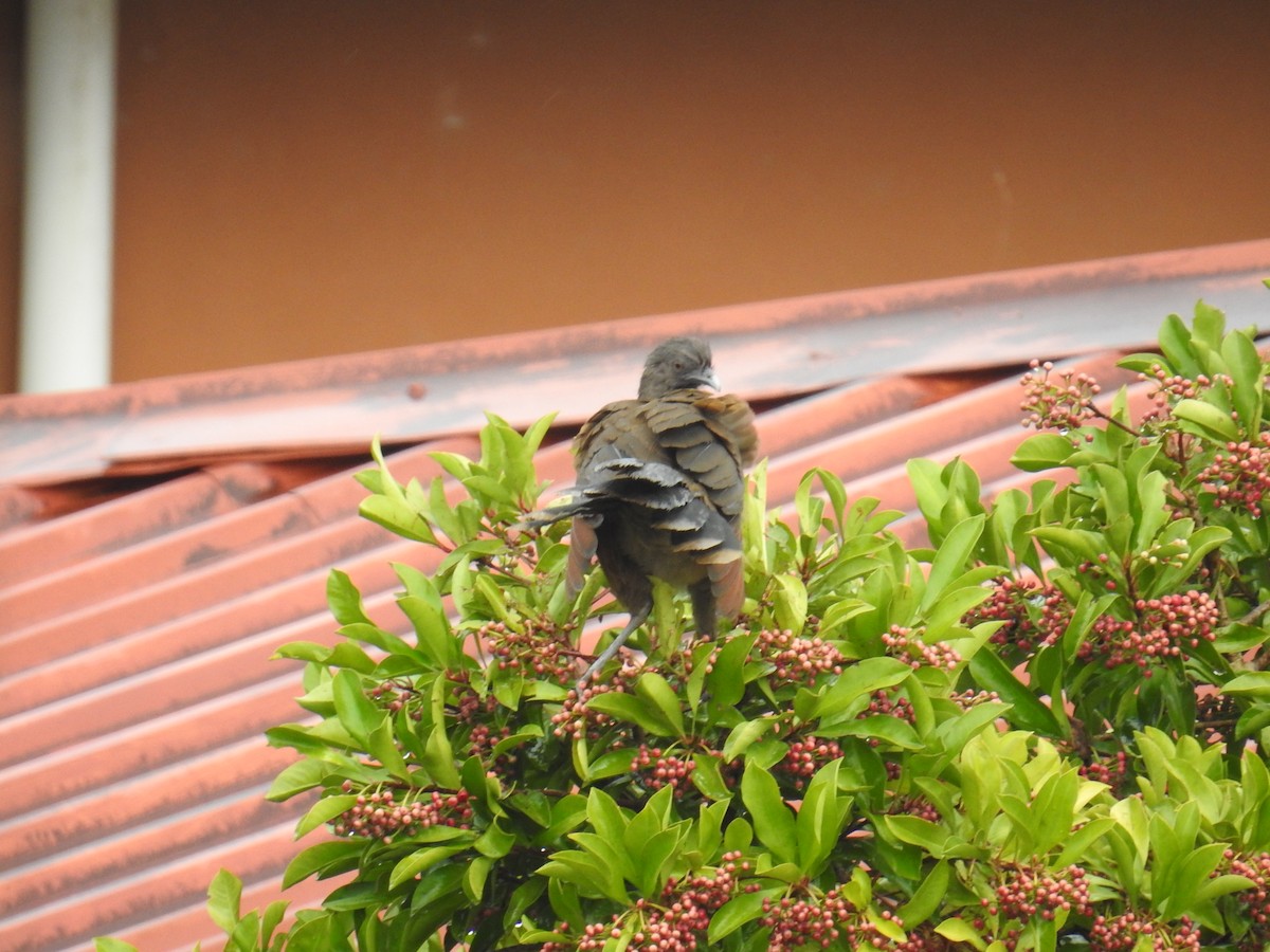 Gray-headed Chachalaca - ML644593455