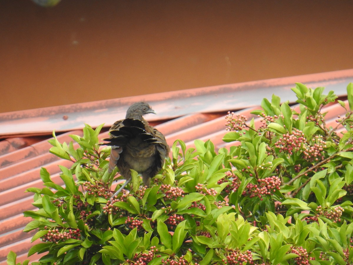Gray-headed Chachalaca - ML644593456