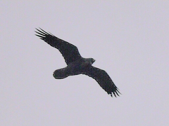 Common Raven - ML644593459