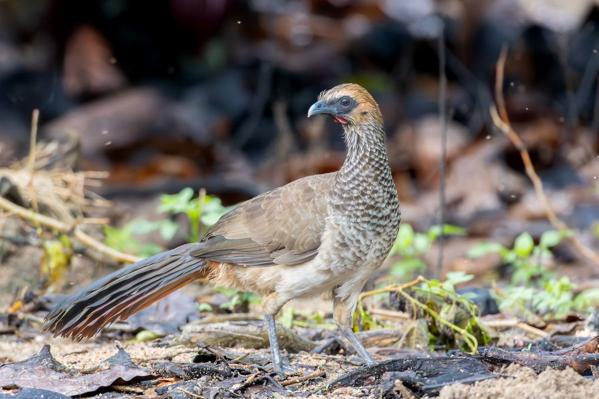 East Brazilian Chachalaca - ML644593464