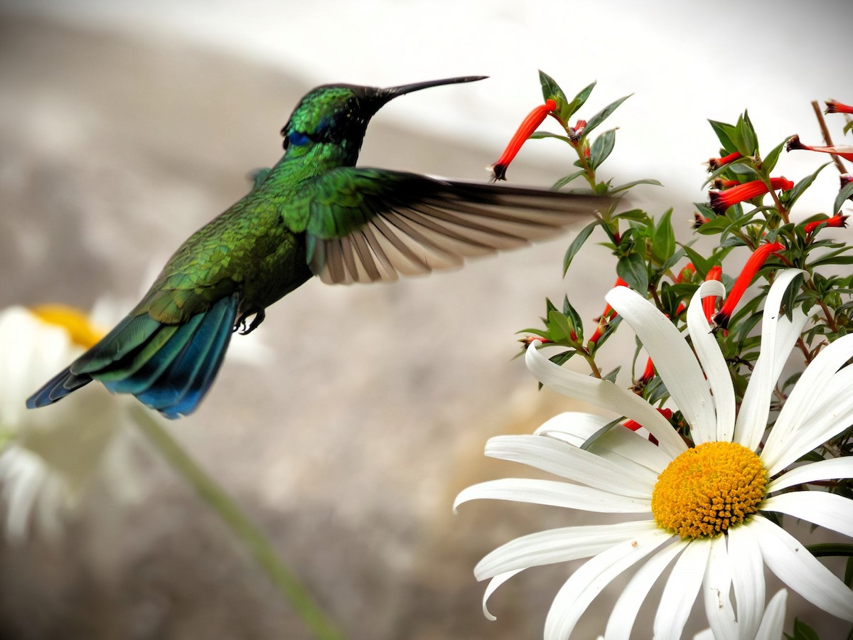 Sparkling Violetear - ML644593467