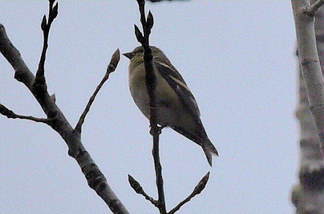 American Goldfinch - ML644593470