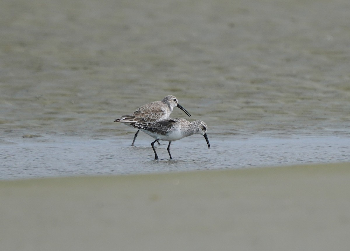Curlew Sandpiper - ML644593472