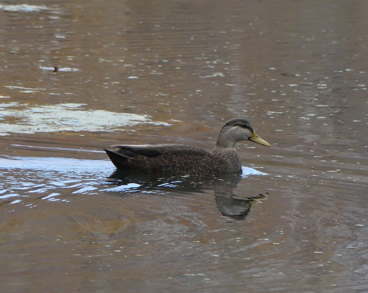 American Black Duck - ML644593476