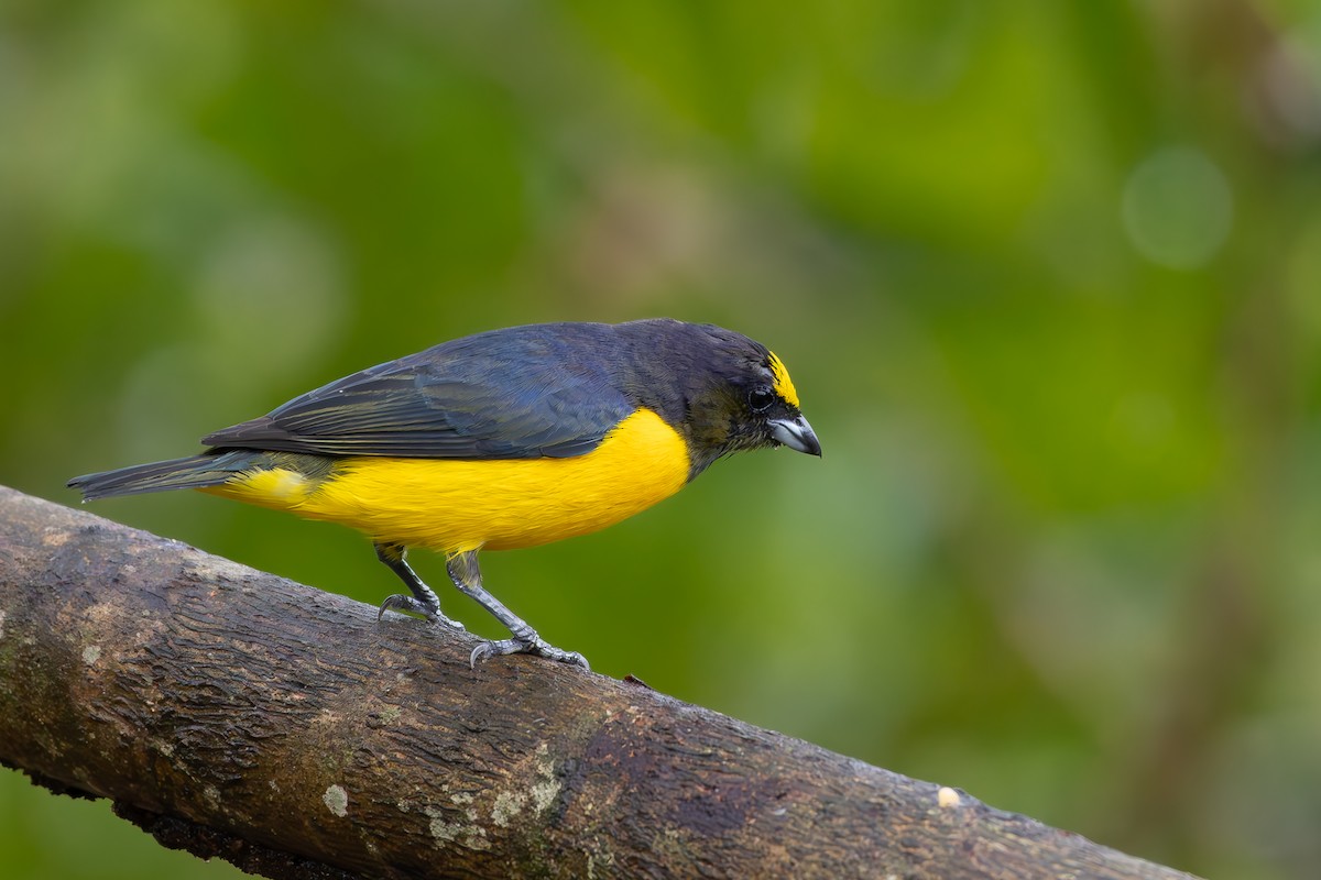 Purple-throated Euphonia - ML644593477