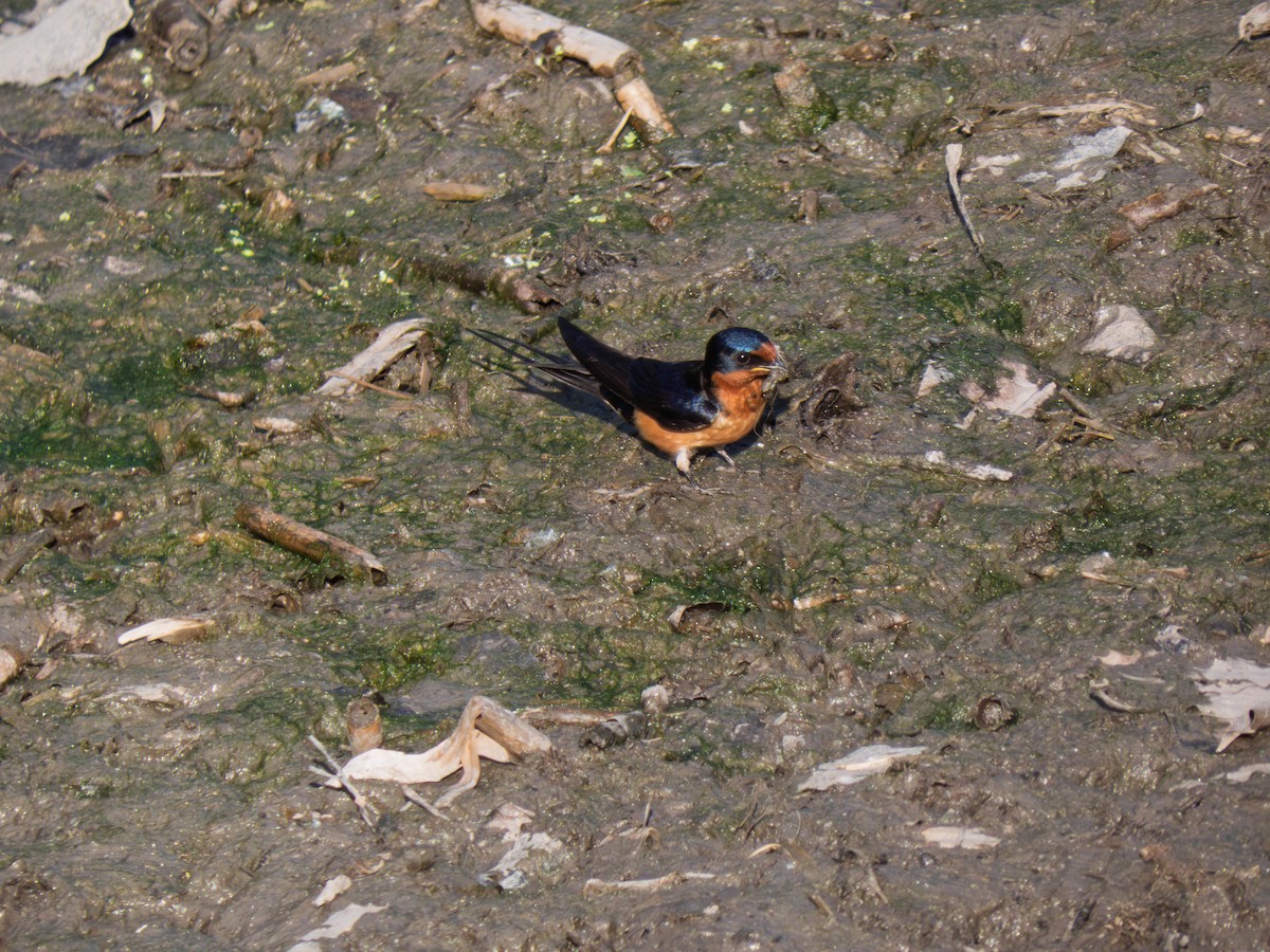 Barn Swallow - ML644593478