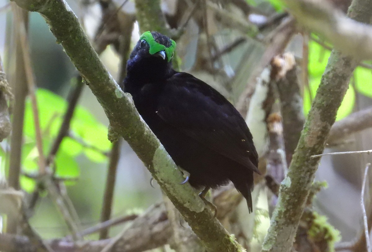 Velvet Asity - ML644593479