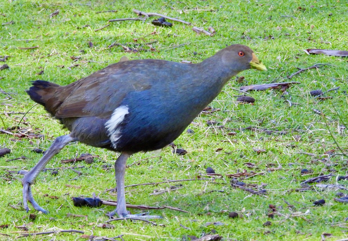 Tasmanian Nativehen - ML644593481