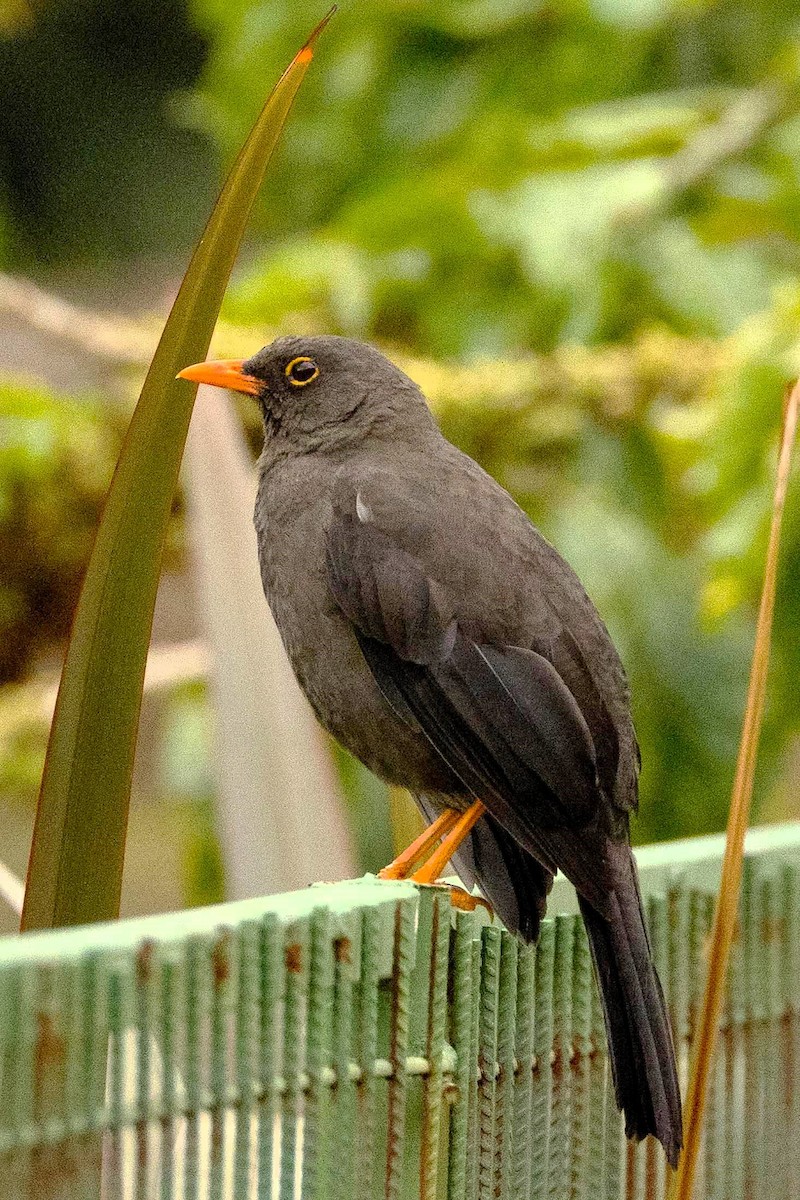 Great Thrush - ML644593482