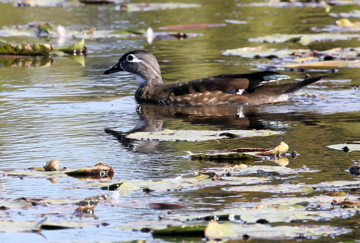 Wood Duck - ML644593483