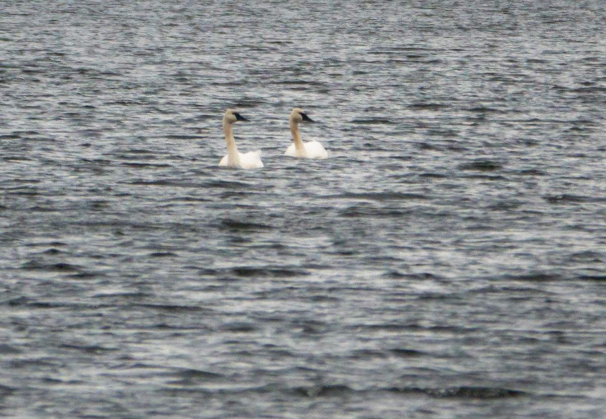 Trumpeter Swan - ML644593492