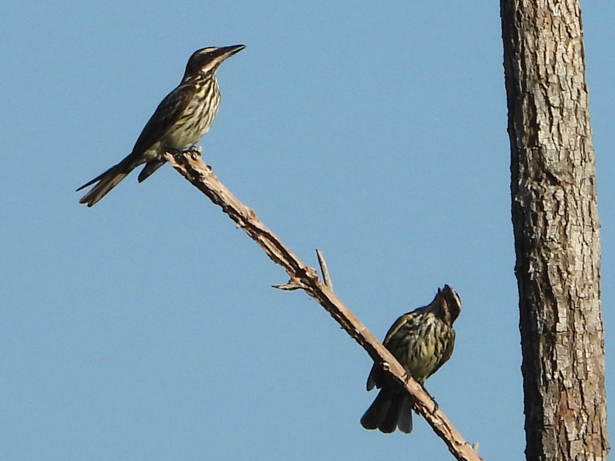 Streaked Flycatcher - ML644593504